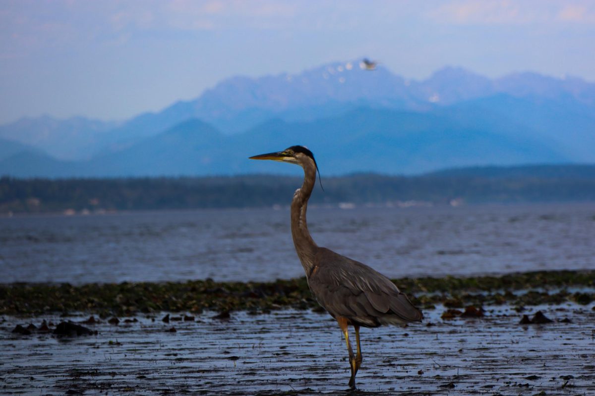 All kinds of sea creatures wash ashore during low tide at a beach in Washington. 