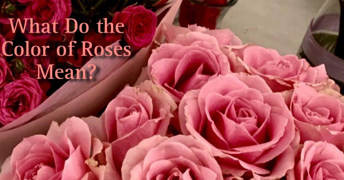 Pink roses are said to represent gratitude and admiration. 