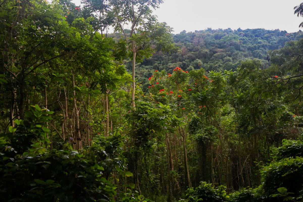 From Green to Grim: An Environmental Update on What’s Happened Since the Administration Change 