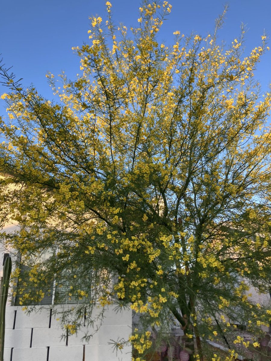 Photo_1_(2) (1)