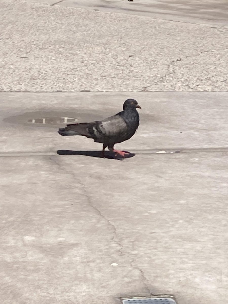 There's lots of pigeons at LVA; therefore,  it's the unofficial mascot. There's lots of different pigeons and they like to do silly things.