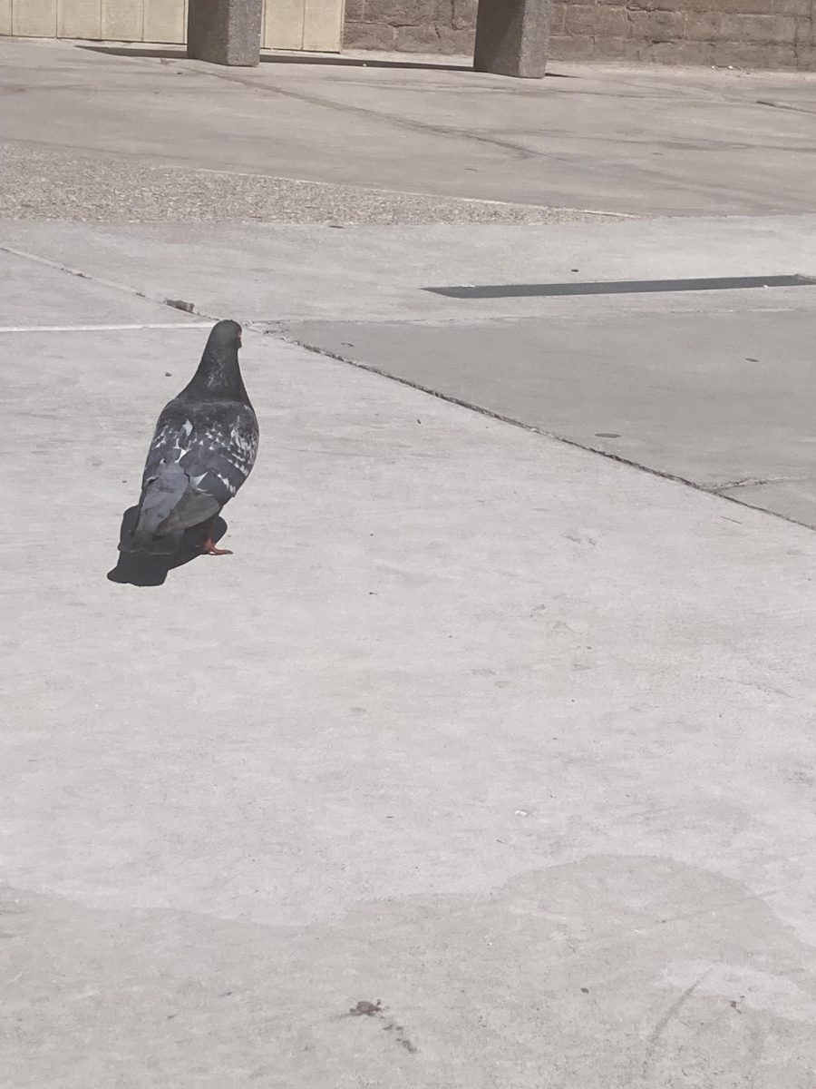 singular pigeon walking around