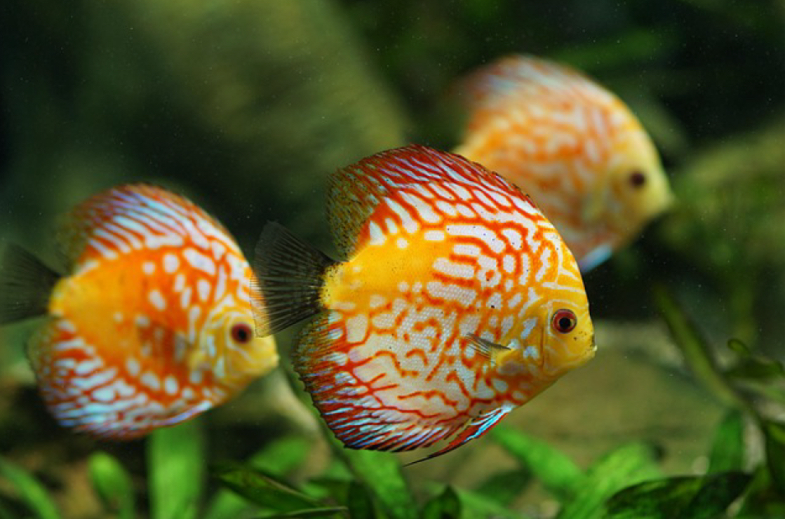 Freshwater Fish: How They’re Affected by Climate Change