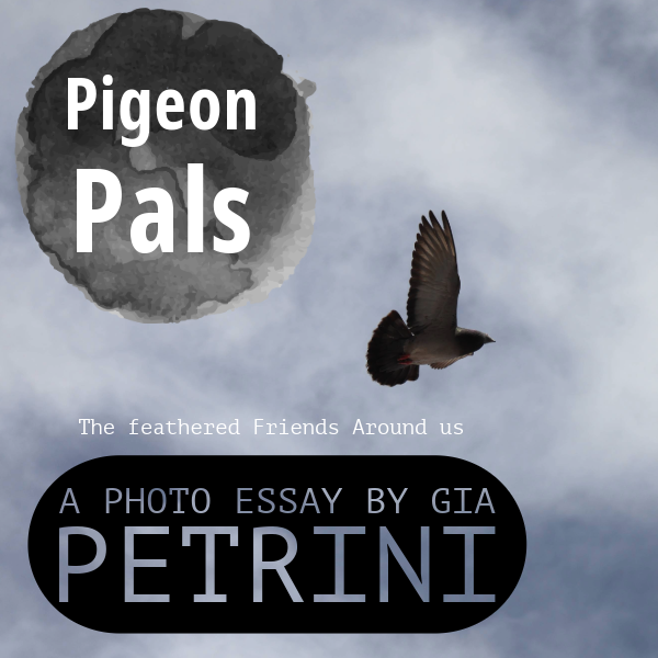Pigeons Pals: A Photo Essay