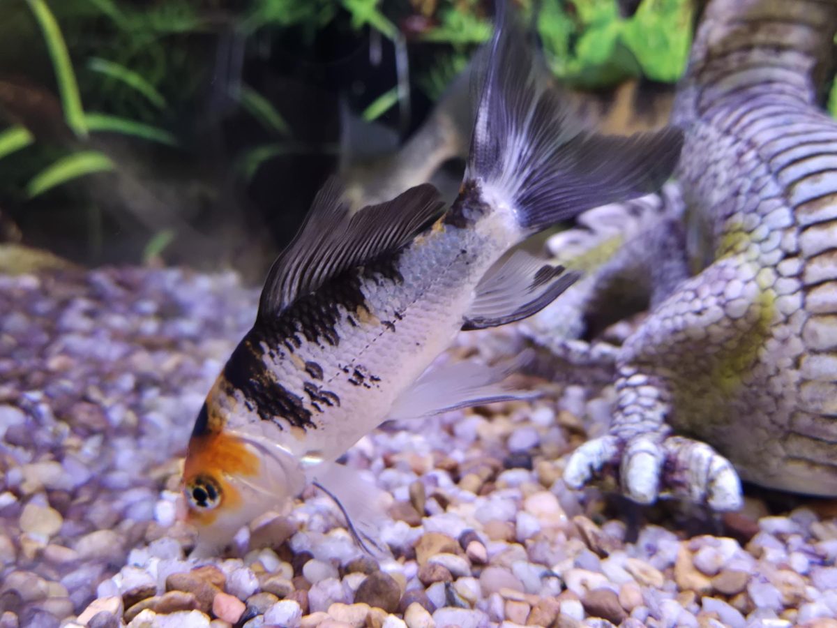 Betta Fish and Their Treatment in Pet Stores