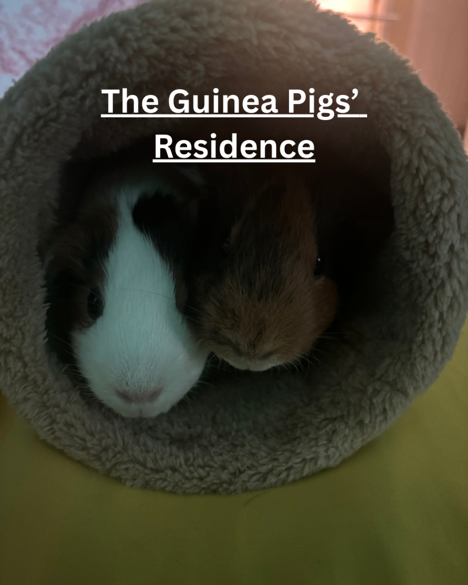 The Guinea Pigs’ Residence