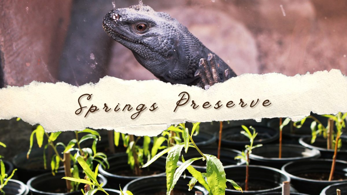 Springs Preserve: A Photo Essay