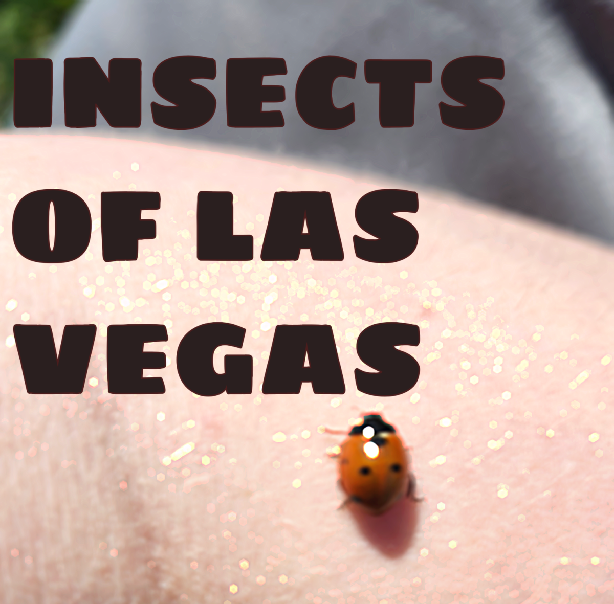 Insects of Las Vegas: A Photo Essay