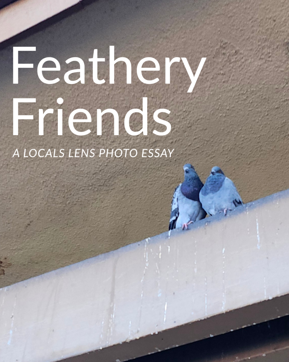 Local Lens: Feathery Friends